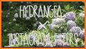 Flower Wallpaper Blue Hydrangea Theme related image