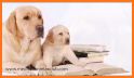 Puppy Dog Salon : Pet Daycare related image