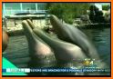 Injured Dolphin Care related image