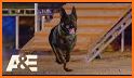K9 Police Dog Training Game related image