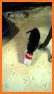 Ninja Black Cat Escape - JRK related image