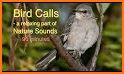 Bird call related image