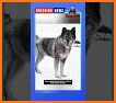 Balto K9 related image