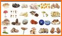 Mushroom Identifier - Picture Mushroom related image