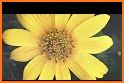 Sunflowers 2 Keyboard Background related image
