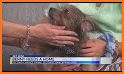 The Pet Stop AK related image