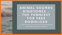 Animal Sounds Ringtones Free related image