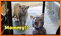 Funny Animal Videos: Cats Dogs related image