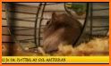 Hamster Life related image