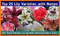 Lily - Plant Identification related image