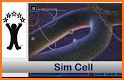 Sim Cell related image