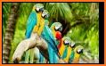 Parrot Wallpaper Hd related image