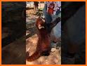 Rocky Red Panda's Professions Puzzle related image