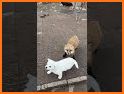 Cute Pup Fox Escape - A2Z related image
