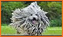 Funny Pet Haircut related image