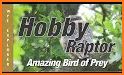 Hobby bird related image