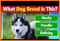 Dog Breeds: Quiz related image
