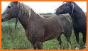 Equine Breeding Planner related image