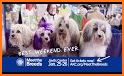 AKC Meet the Breeds related image