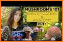 MushHunt (mushroom identification) related image