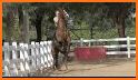 Horses memory game - beautiful photos of horses related image