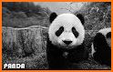 Word Panda Feed related image