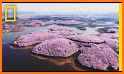 Monah - Cherry blossom is a beautiful flower related image