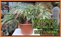 How to Care for a Christmas Cactus related image