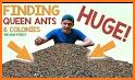 MY ANT COLONY 2 related image
