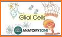 Glia related image