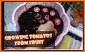 tips cara praktis menanam tomat dalam pot related image