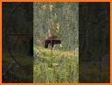 Bear Hunter: Jungle Wild Animal Sniper Shooting related image