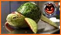 Fruit Turtle related image