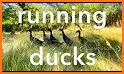 Duck Runner related image