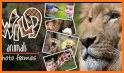 Wild Animal Photo Editor - Animal Photo Frames New related image