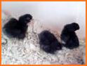 Broody Hen Escape related image
