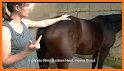 Equine AcuPoints related image