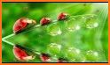 Ladybug Garden Live Wallpaper related image