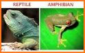 iRept - It's for Reptile & Amphibian hobbyists! related image