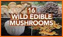 Tennessee Mushroom Forager Map Morels Chanterelles related image