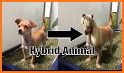 Hybrid Animal Photo Editor related image