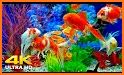 Wallpapers - Aquarium Fish related image