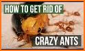 Crazy Ants related image