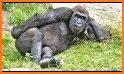 ApeMe - Create funny ape selfies related image