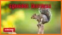 Squirrel Sounds - Squirrel Calls for Hunting related image