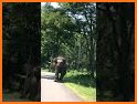 Elephant Safe Driver related image