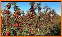 Apple Harvest related image