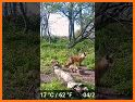 Cute Pup Fox Escape - A2Z related image