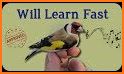 European Goldfinch Bird related image