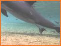 My Dolphin Care - Baby Dolphin Twins Pet Care related image